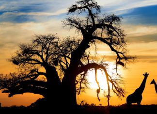 The best African adventure activities