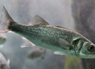 Branzino: The Popular European Sea Bass