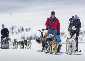 Dog Sledding and Snowmobiling: Thrilling Winter Adventures on the Trails