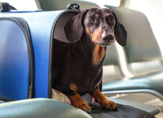 Flying with Pets: What You Need to Know Before You Book Your Flight