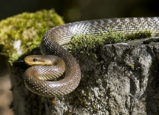 What’s a “Rat Snack”?