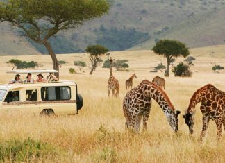 Into the Wild: Epic Safari Adventures Across Africa