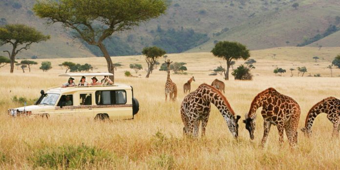 Into the Wild: Epic Safari Adventures Across Africa