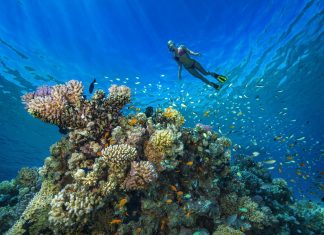 The World’s Best Scuba Diving and Snorkeling Sites