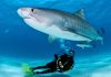 Shark Diving: The Best Dive Sites in the World