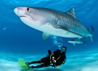 Shark Diving: The Best Dive Sites in the World