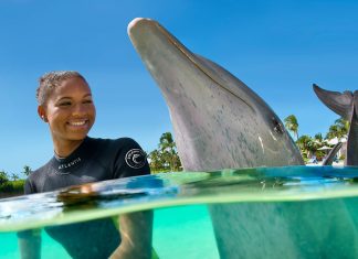 Best Places to Swim with Dolphins in the World