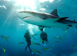 The Best Places to Swim with Sharks