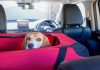 Tips and Advice for Taking Your Furry Friend on the Road