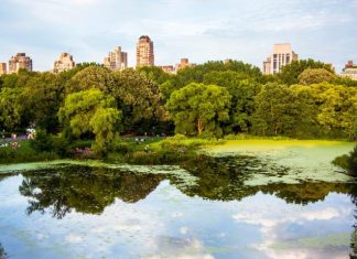 The Most Impressive Urban Forests Around The World