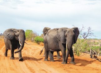 How to Enjoy Animal Encounters Responsibly?